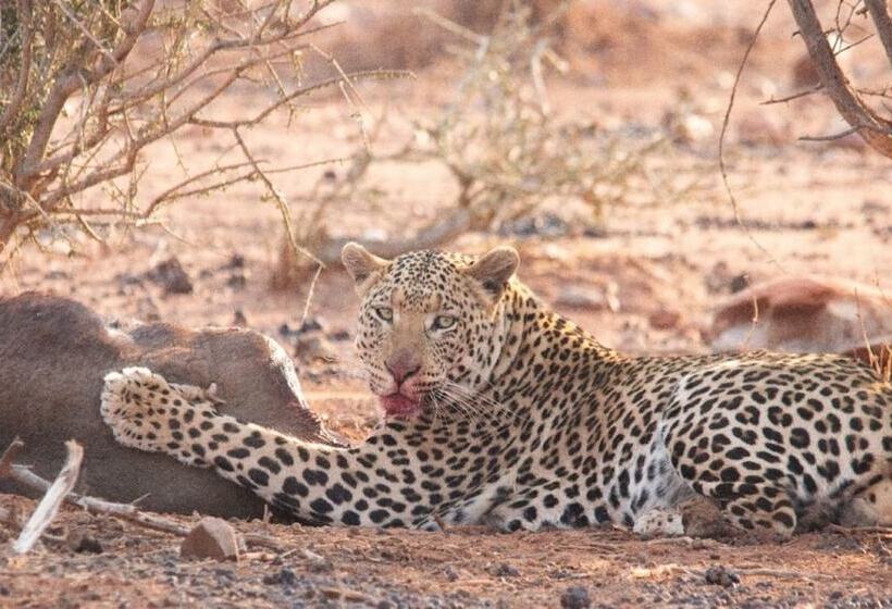 ホテル Motswiri Private Safari Lodge