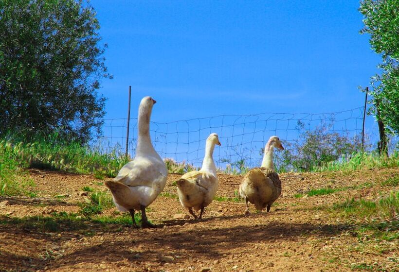 בית מלון כפרי Agriturismo Millefiori