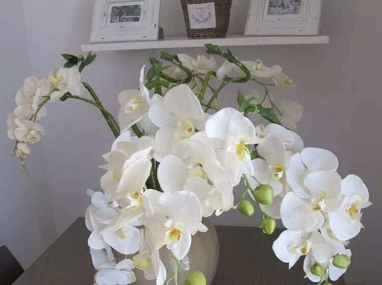 پانسیون Guest House Suite