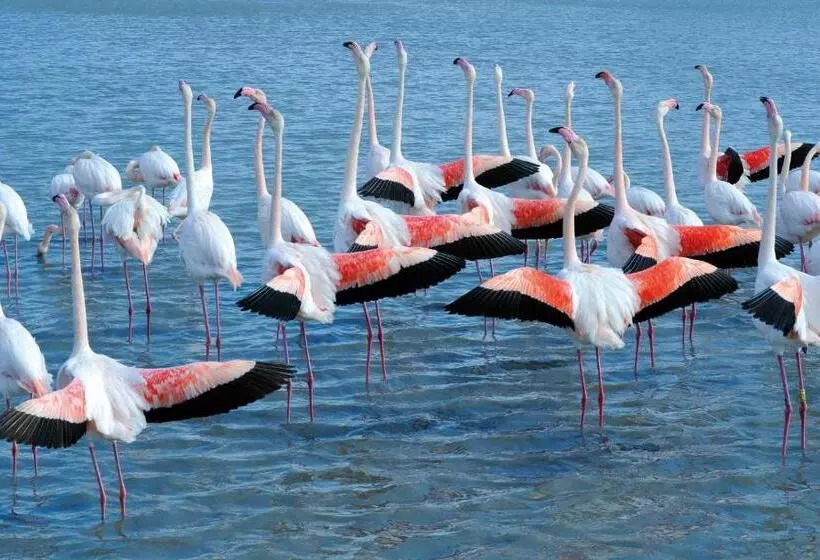 Szálloda Hôtel L  Estelle En Camargue