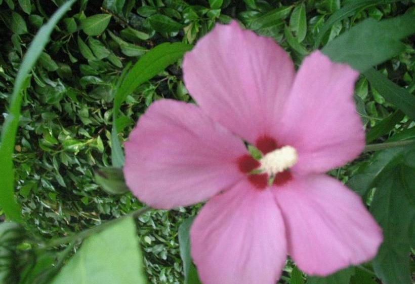 בית מלון כפרי La Bussola