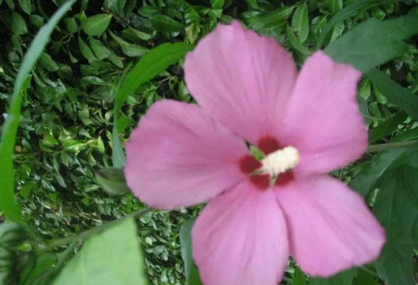 ホテル La Bussola