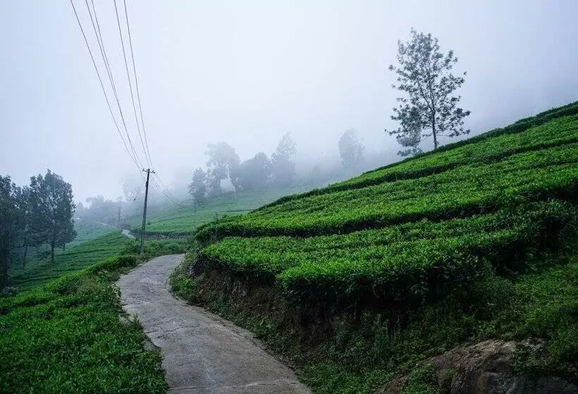 Hotel Lime Light Resort Munnar