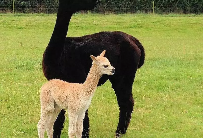 The Alpaca B&b