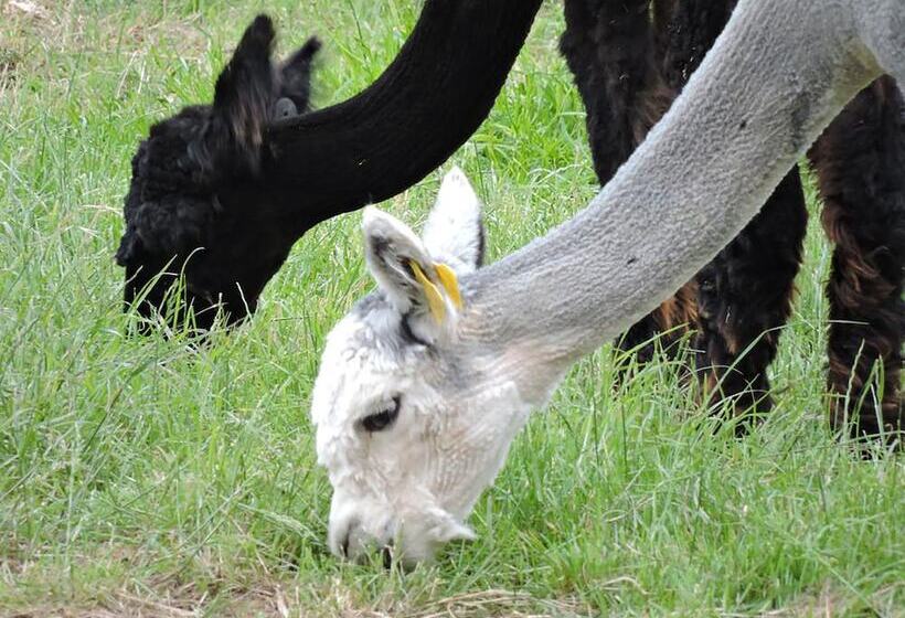The Alpaca B&b