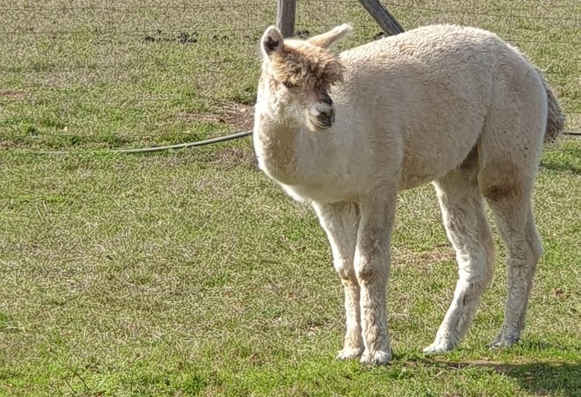 The Alpaca B&b