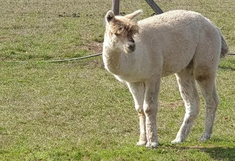 The Alpaca B&b