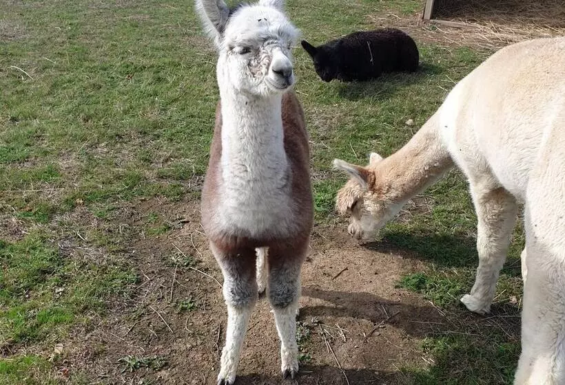 The Alpaca B&b