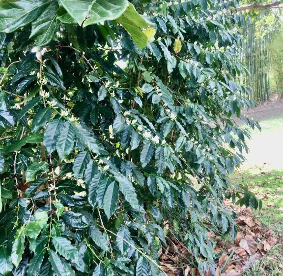 Eumundi Guesthouse And B&b