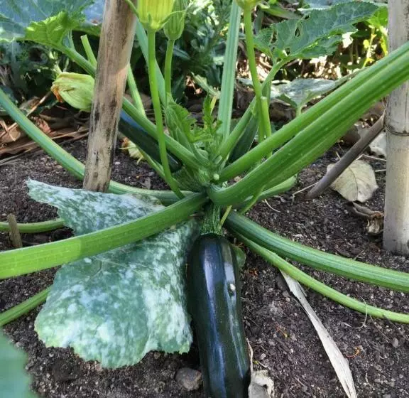 Eumundi Guesthouse And B&b