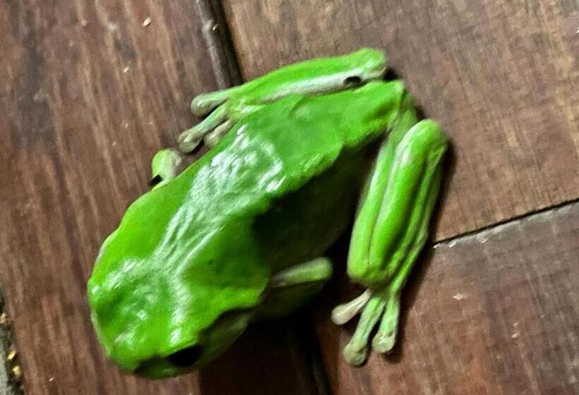 Eumundi Guesthouse And B&b