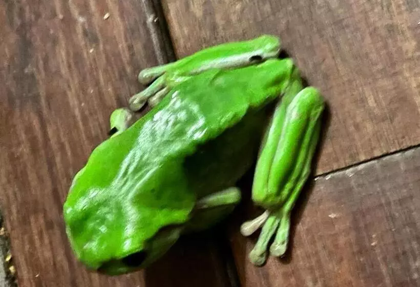 Eumundi Guesthouse And B&b