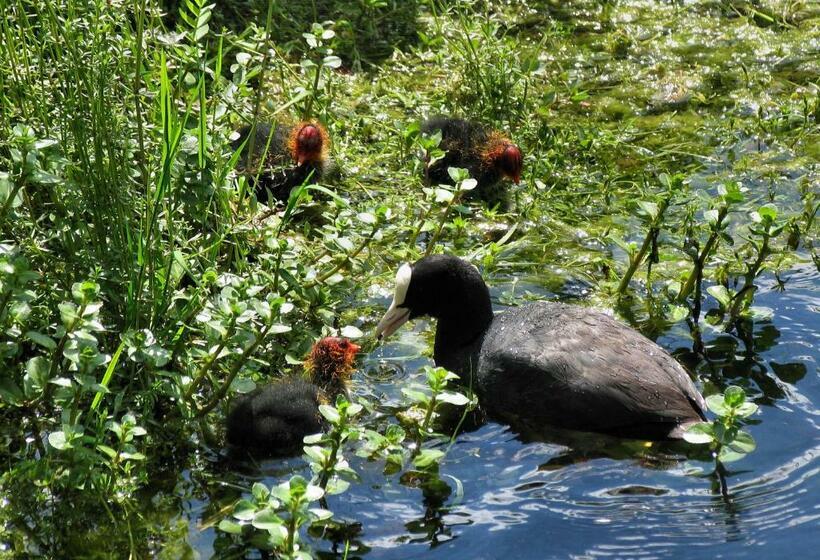 بنسيون Bedrooms Ninfa Del Lago