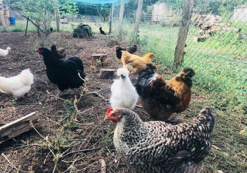 膳宿费 Chambres D'hotes U Licetu