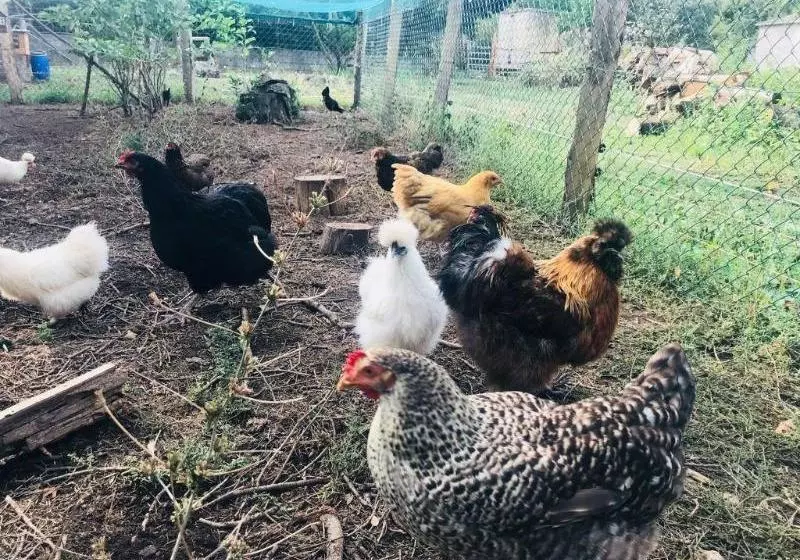 Majatalo Chambres D'hotes U Licetu