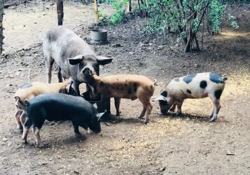 Majatalo Chambres D'hotes U Licetu