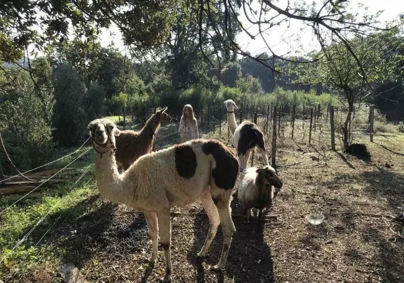 Majatalo Chambres D'hotes U Licetu
