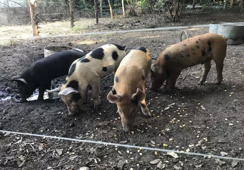 Majatalo Chambres D'hotes U Licetu