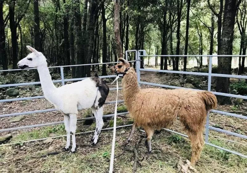 Majatalo Chambres D'hotes U Licetu