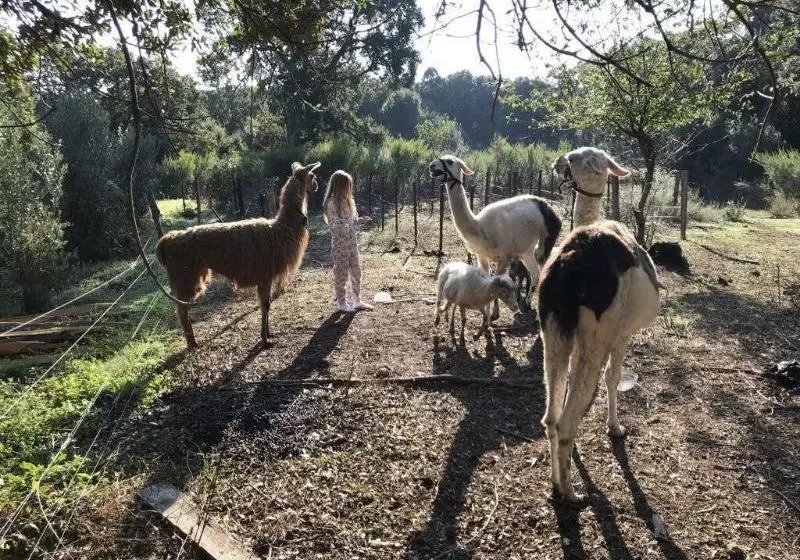 Majatalo Chambres D'hotes U Licetu