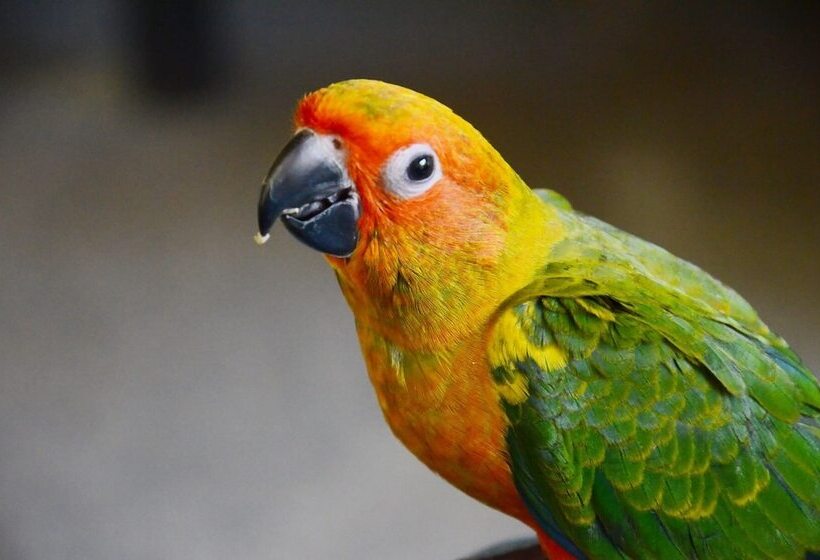 בית מלון כפרי Arangala Forest Lodge