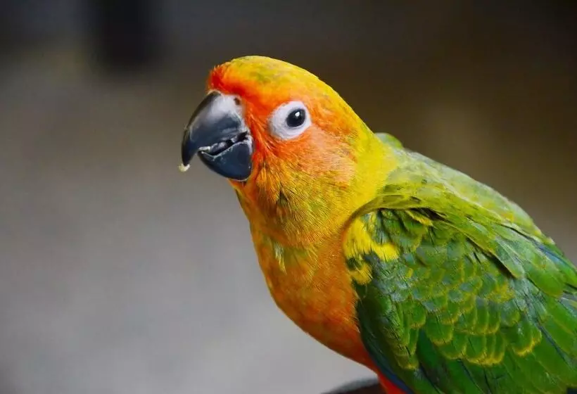 Hotelli Arangala Forest Lodge