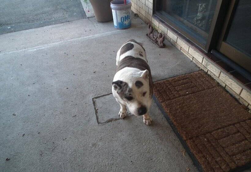 فندق على الطريق Bega Southtown Motor Inn