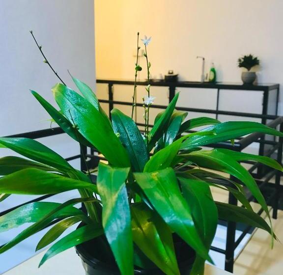 פנסיון Summer House Mirissa