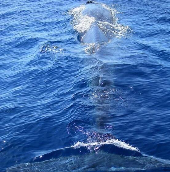 פנסיון Summer House Mirissa