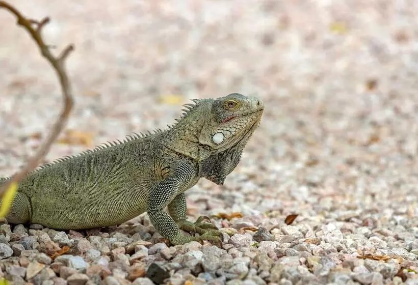 استراحتگاه Grand Windsock Bonaire