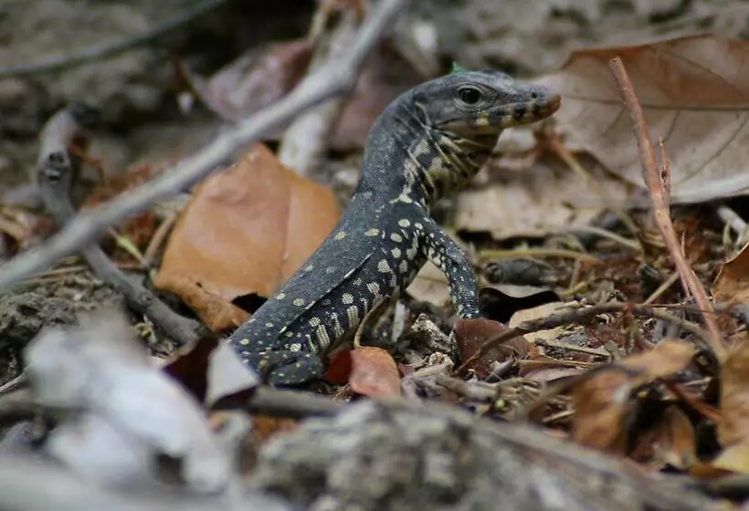 Hotelli Menjangan Hill