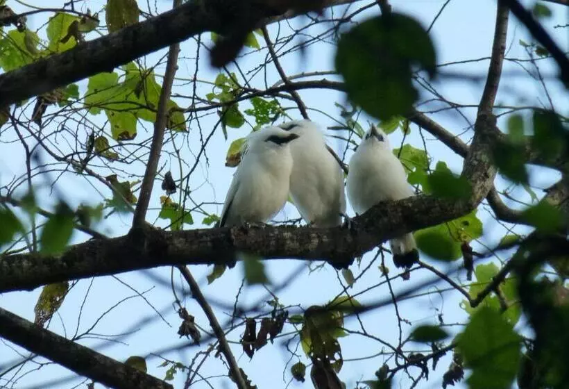 Hotelli Menjangan Hill