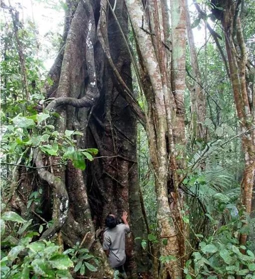 Hotelli Menjangan Hill