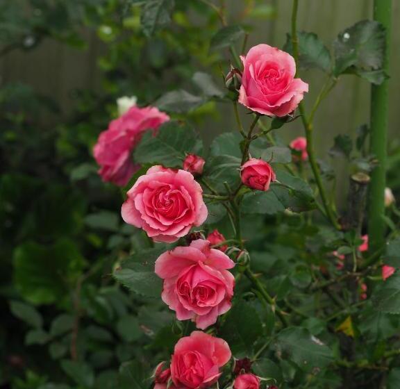 Пансион 59 Chaucer Apartment