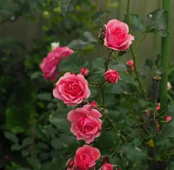 Majatalo 59 Chaucer Apartment