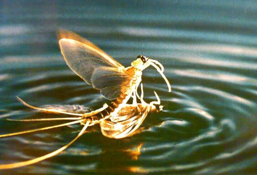 Пансион Jánosi Vendégház