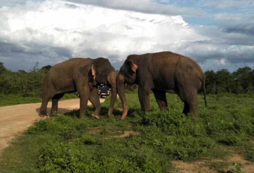 Pensiune Chill House Safari Resort