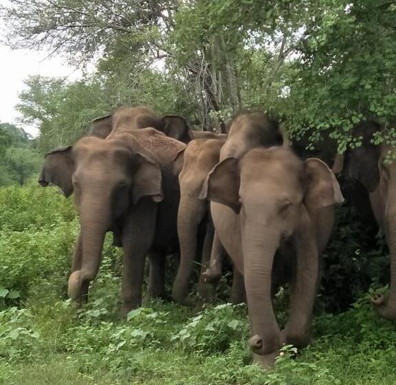 Pensiune Chill House Safari Resort