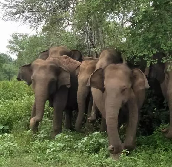 Majatalo Chill House Safari Resort