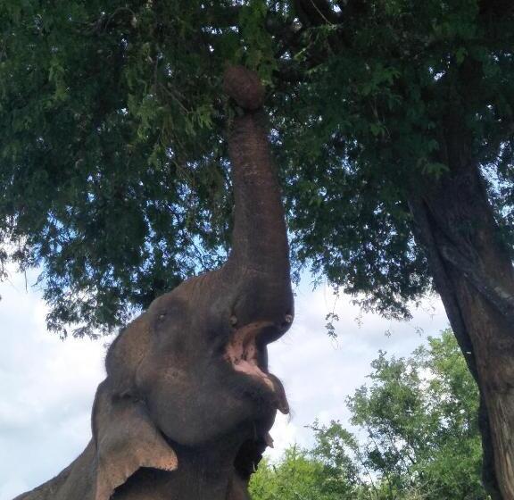 Pensiune Chill House Safari Resort