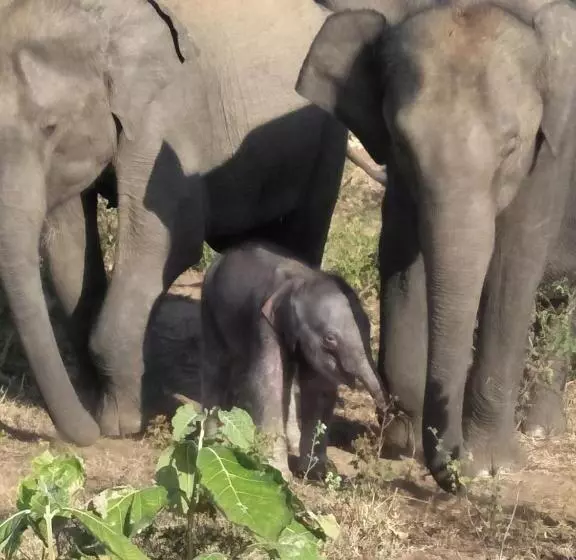 Majatalo Chill House Safari Resort