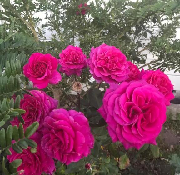 Picton House B&b And Motel