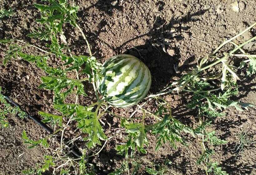 ホテル Geyikli Herrara