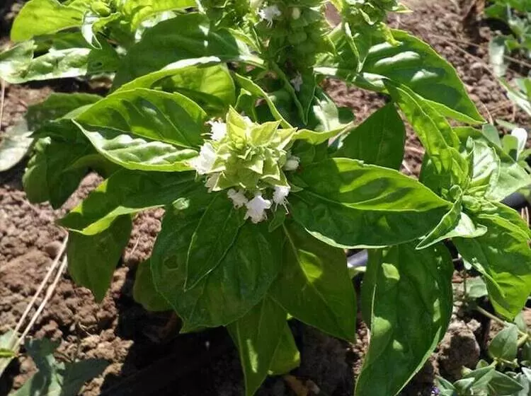 Hotelli Geyikli Herrara