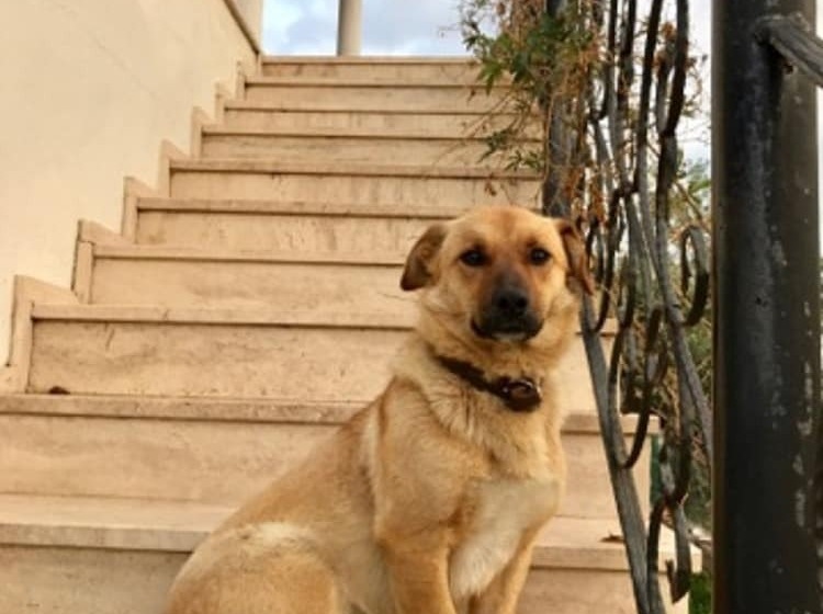 ホテル Geyikli Herrara