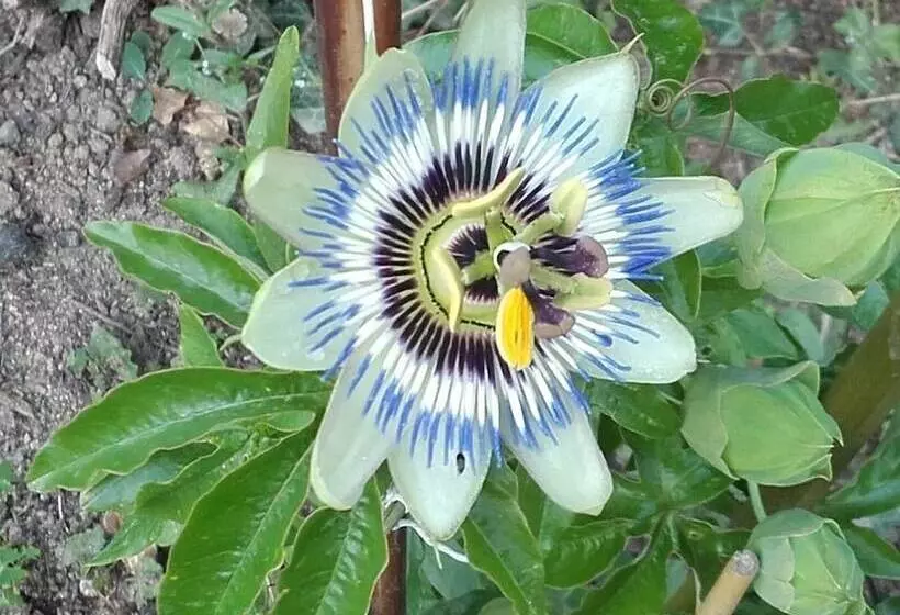 ペンション Chez Claire