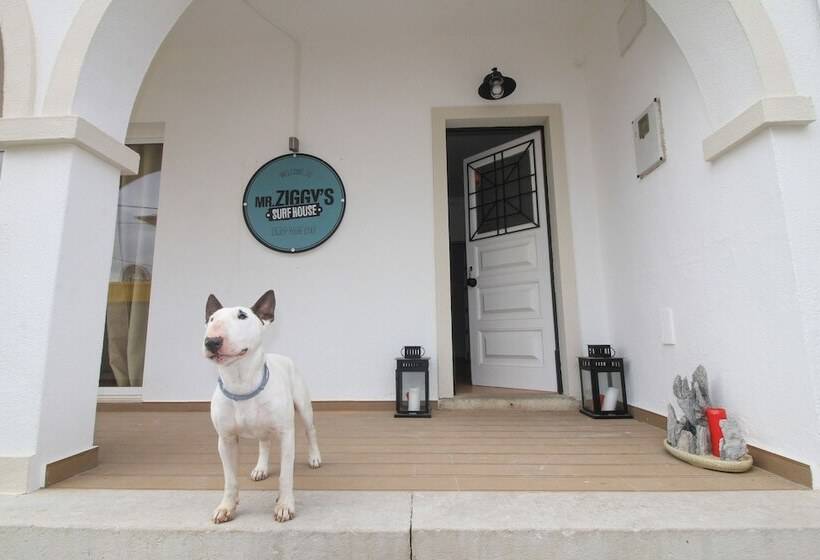 Mr Ziggy S Surfhouse Hostel