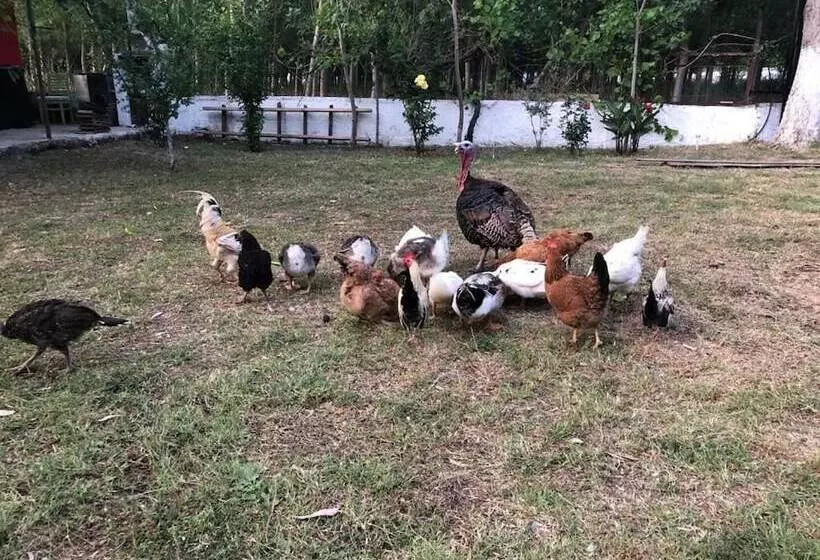 Hotelli Likya Saklibahce