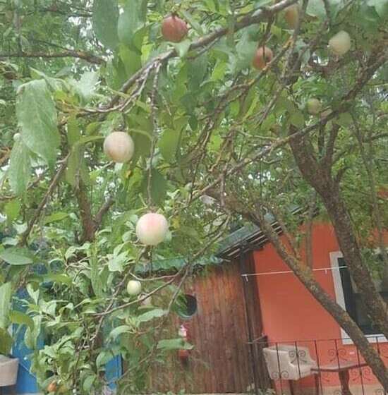 Отель Likya Saklibahce