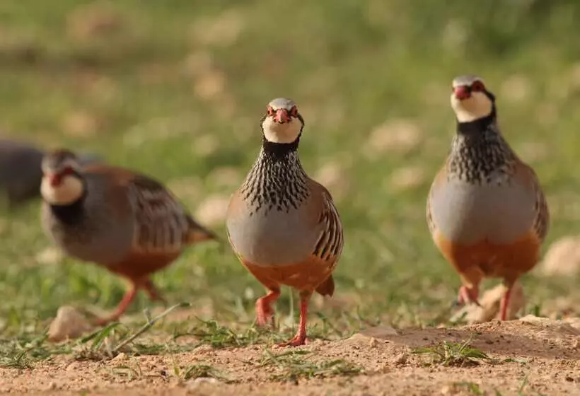 ペンション Monte Do Alento   Castro Da Cola